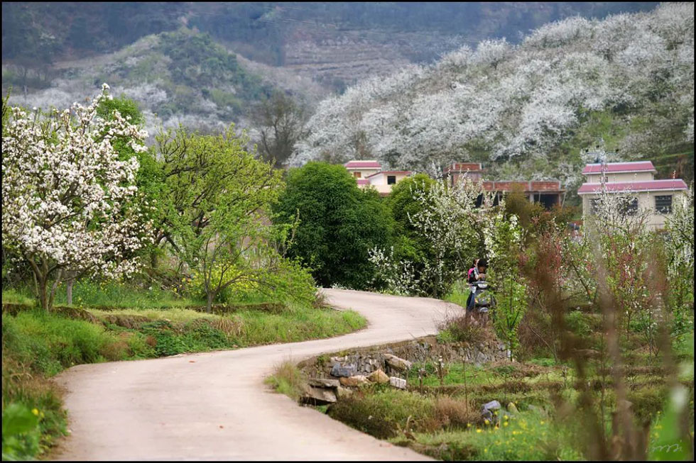 【春天，广西桂林灌阳县向您发出邀请！】我们在灌阳看梨花 - 游山玩水 - 贵港生活社区 - 贵港28生活网 gg.28life.com