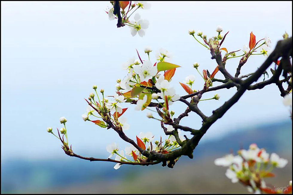【春天，广西桂林灌阳县向您发出邀请！】我们在灌阳看梨花 - 游山玩水 - 贵港生活社区 - 贵港28生活网 gg.28life.com