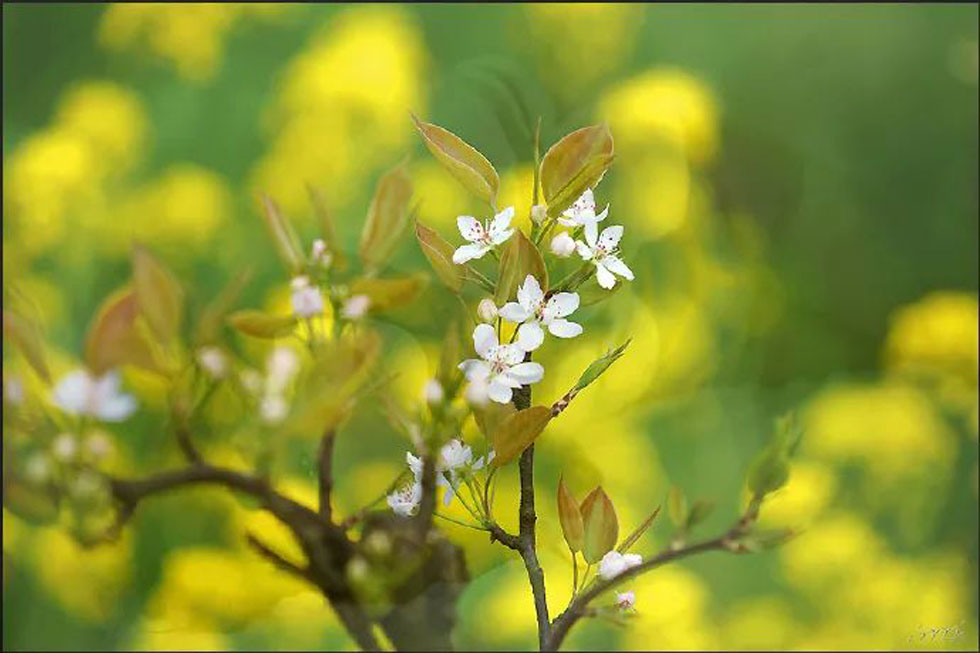 【春天，广西桂林灌阳县向您发出邀请！】我们在灌阳看梨花 - 游山玩水 - 贵港生活社区 - 贵港28生活网 gg.28life.com