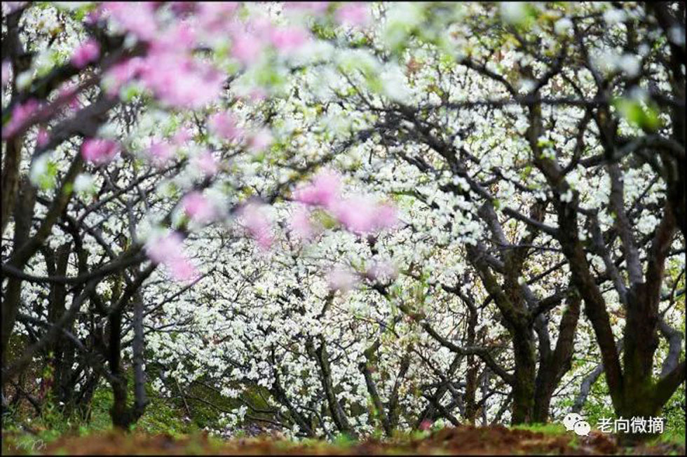 【春天，广西桂林灌阳县向您发出邀请！】我们在灌阳看梨花 - 游山玩水 - 贵港生活社区 - 贵港28生活网 gg.28life.com