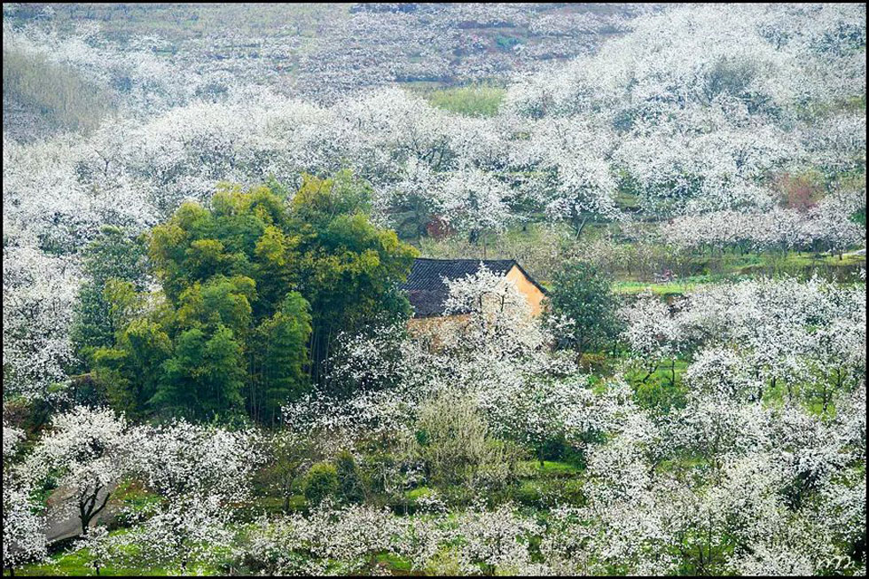 【春天，广西桂林灌阳县向您发出邀请！】我们在灌阳看梨花 - 游山玩水 - 贵港生活社区 - 贵港28生活网 gg.28life.com
