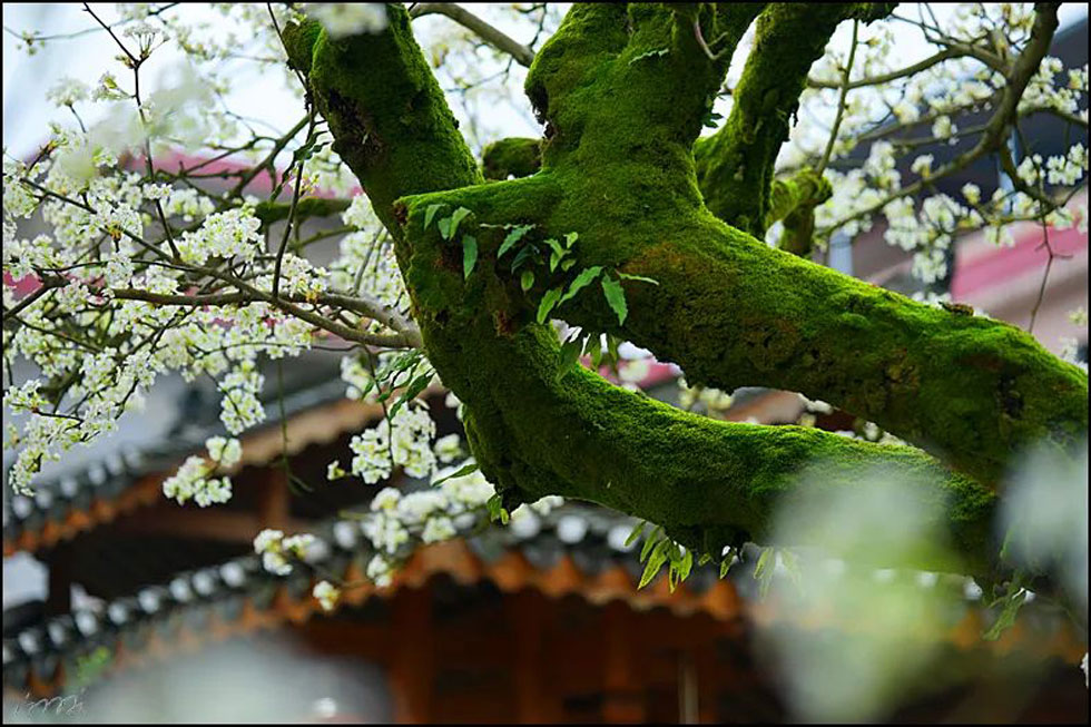 【春天，广西桂林灌阳县向您发出邀请！】我们在灌阳看梨花 - 游山玩水 - 贵港生活社区 - 贵港28生活网 gg.28life.com