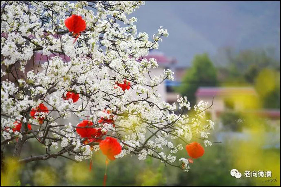 【春天，广西桂林灌阳县向您发出邀请！】我们在灌阳看梨花 - 游山玩水 - 贵港生活社区 - 贵港28生活网 gg.28life.com