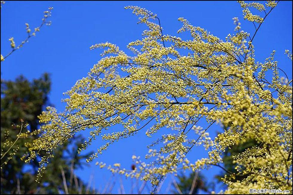 【春天,广西桂林灌阳县向您发出邀请!】米珠山前有片山苍子花在飘香 - 游山玩水 - 贵港生活社区 - 贵港28生活网 gg.28life.com