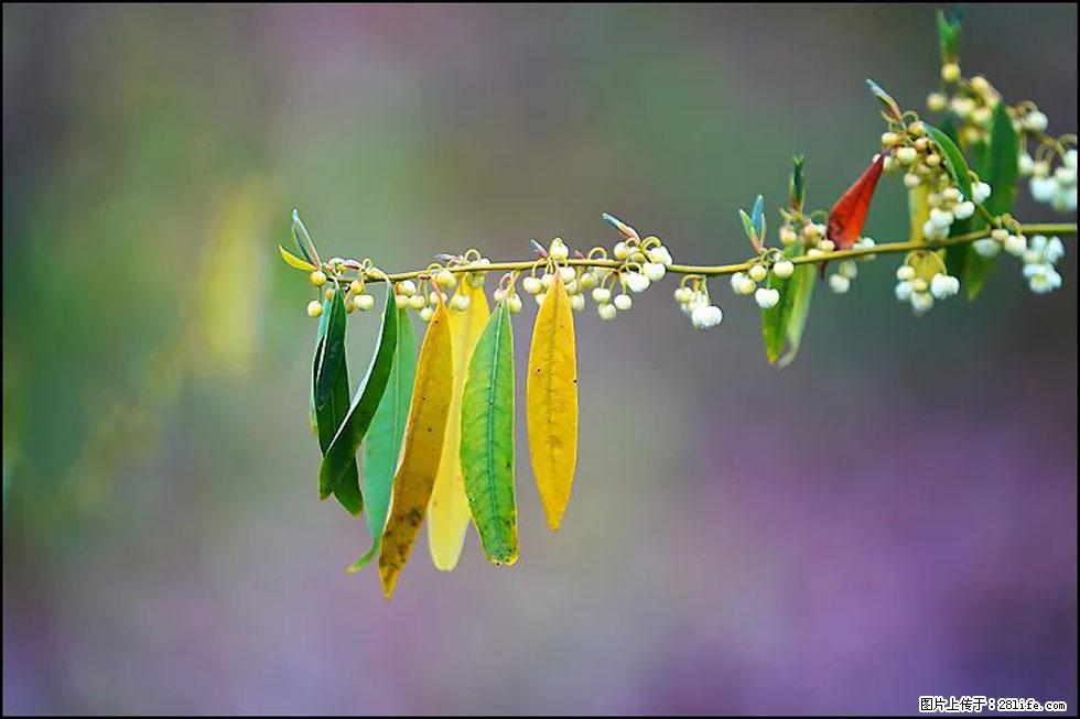 【春天,广西桂林灌阳县向您发出邀请!】米珠山前有片山苍子花在飘香 - 游山玩水 - 贵港生活社区 - 贵港28生活网 gg.28life.com