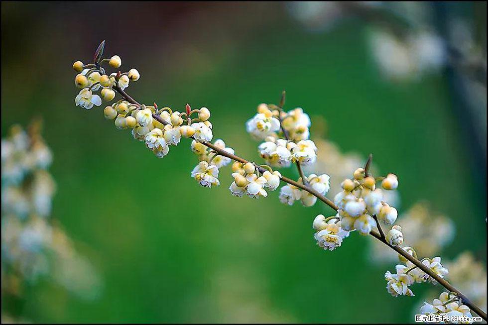 【春天,广西桂林灌阳县向您发出邀请!】米珠山前有片山苍子花在飘香 - 游山玩水 - 贵港生活社区 - 贵港28生活网 gg.28life.com