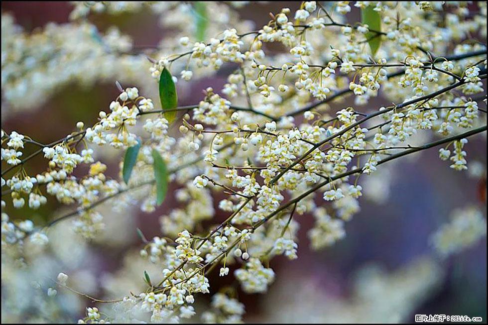 【春天,广西桂林灌阳县向您发出邀请!】米珠山前有片山苍子花在飘香 - 游山玩水 - 贵港生活社区 - 贵港28生活网 gg.28life.com