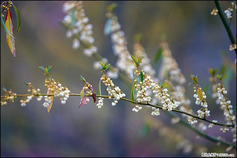 【春天,广西桂林灌阳县向您发出邀请!】米珠山前有片山苍子花在飘香 - 游山玩水 - 贵港生活社区 - 贵港28生活网 gg.28life.com
