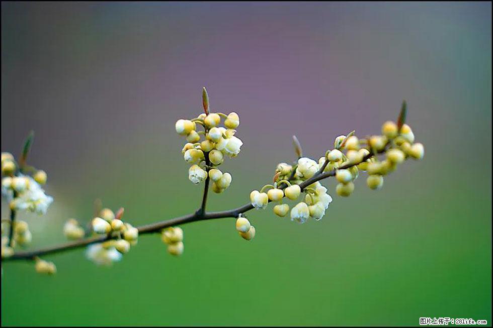 【春天,广西桂林灌阳县向您发出邀请!】米珠山前有片山苍子花在飘香 - 游山玩水 - 贵港生活社区 - 贵港28生活网 gg.28life.com
