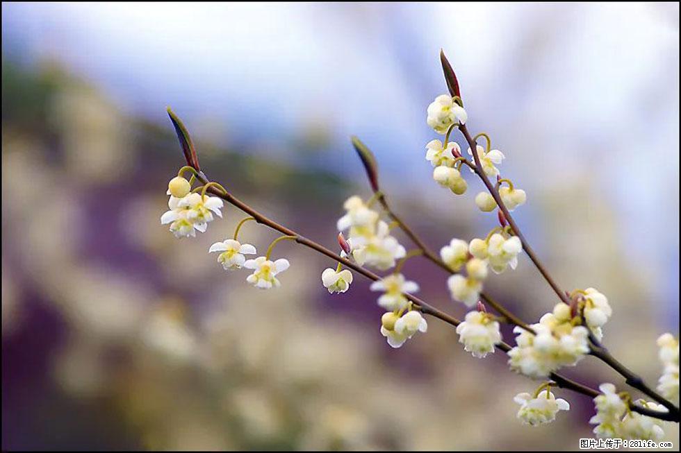 【春天,广西桂林灌阳县向您发出邀请!】米珠山前有片山苍子花在飘香 - 游山玩水 - 贵港生活社区 - 贵港28生活网 gg.28life.com