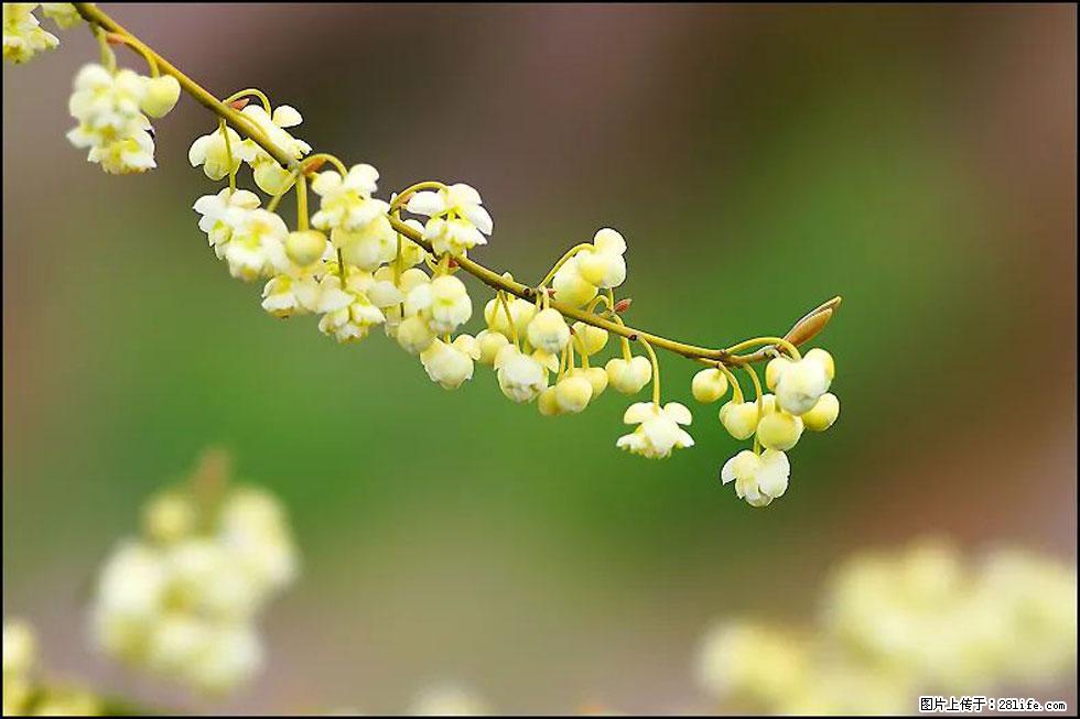 【春天,广西桂林灌阳县向您发出邀请!】米珠山前有片山苍子花在飘香 - 游山玩水 - 贵港生活社区 - 贵港28生活网 gg.28life.com