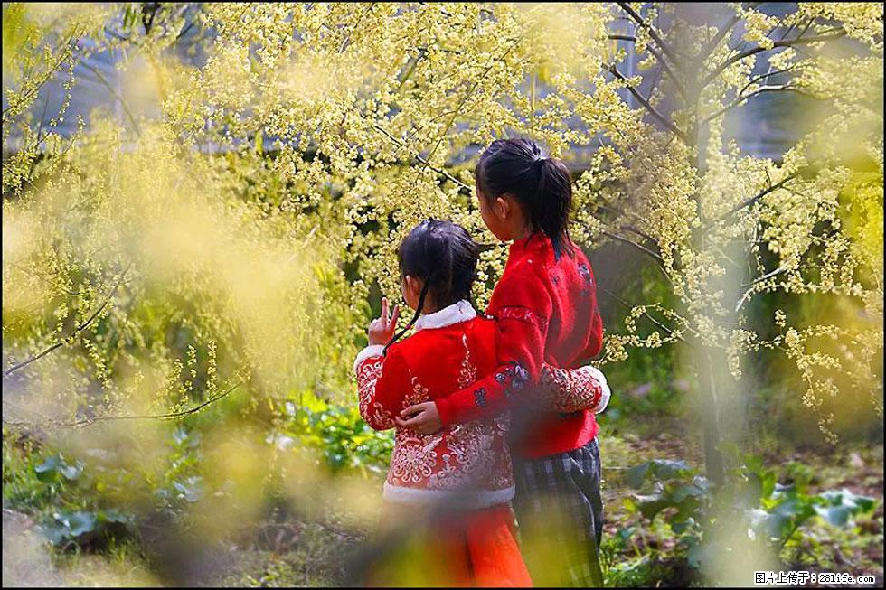 【春天,广西桂林灌阳县向您发出邀请!】米珠山前有片山苍子花在飘香 - 游山玩水 - 贵港生活社区 - 贵港28生活网 gg.28life.com