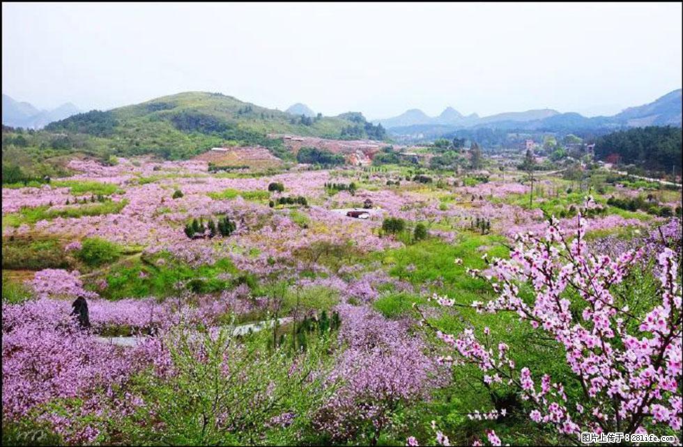 【春天,广西桂林灌阳县向您发出邀请!】官庄村有个醉美的桃花园 - 游山玩水 - 贵港生活社区 - 贵港28生活网 gg.28life.com