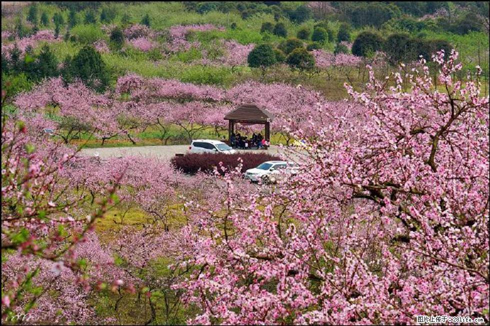 【春天,广西桂林灌阳县向您发出邀请!】官庄村有个醉美的桃花园 - 游山玩水 - 贵港生活社区 - 贵港28生活网 gg.28life.com