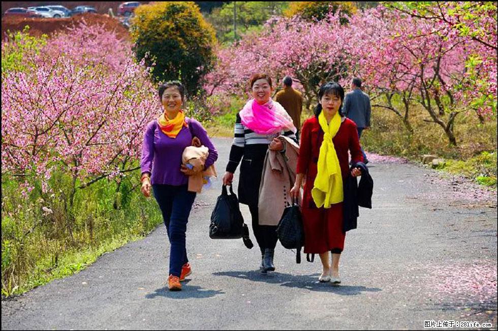【春天,广西桂林灌阳县向您发出邀请!】官庄村有个醉美的桃花园 - 游山玩水 - 贵港生活社区 - 贵港28生活网 gg.28life.com