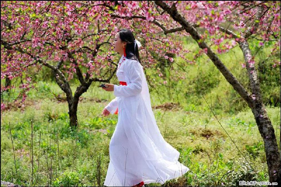 【春天,广西桂林灌阳县向您发出邀请!】官庄村有个醉美的桃花园 - 游山玩水 - 贵港生活社区 - 贵港28生活网 gg.28life.com