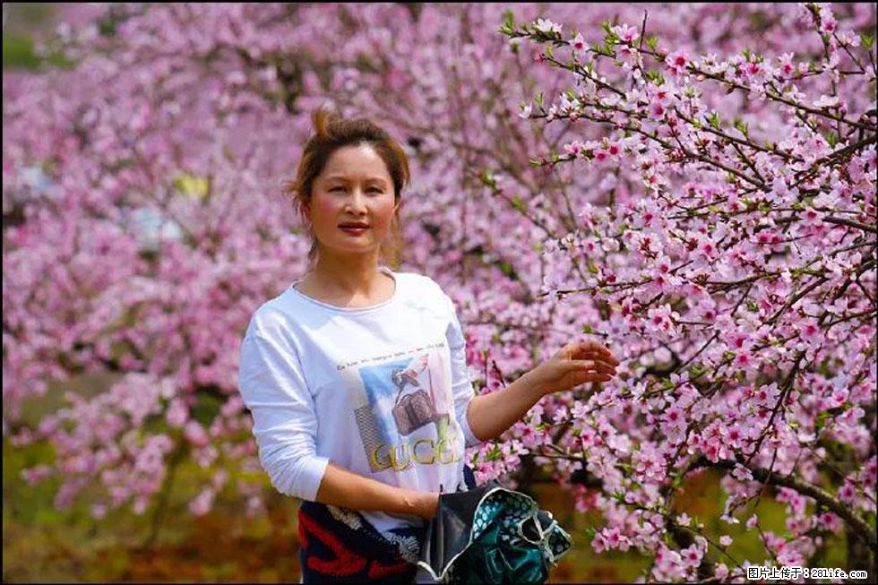【春天,广西桂林灌阳县向您发出邀请!】官庄村有个醉美的桃花园 - 游山玩水 - 贵港生活社区 - 贵港28生活网 gg.28life.com