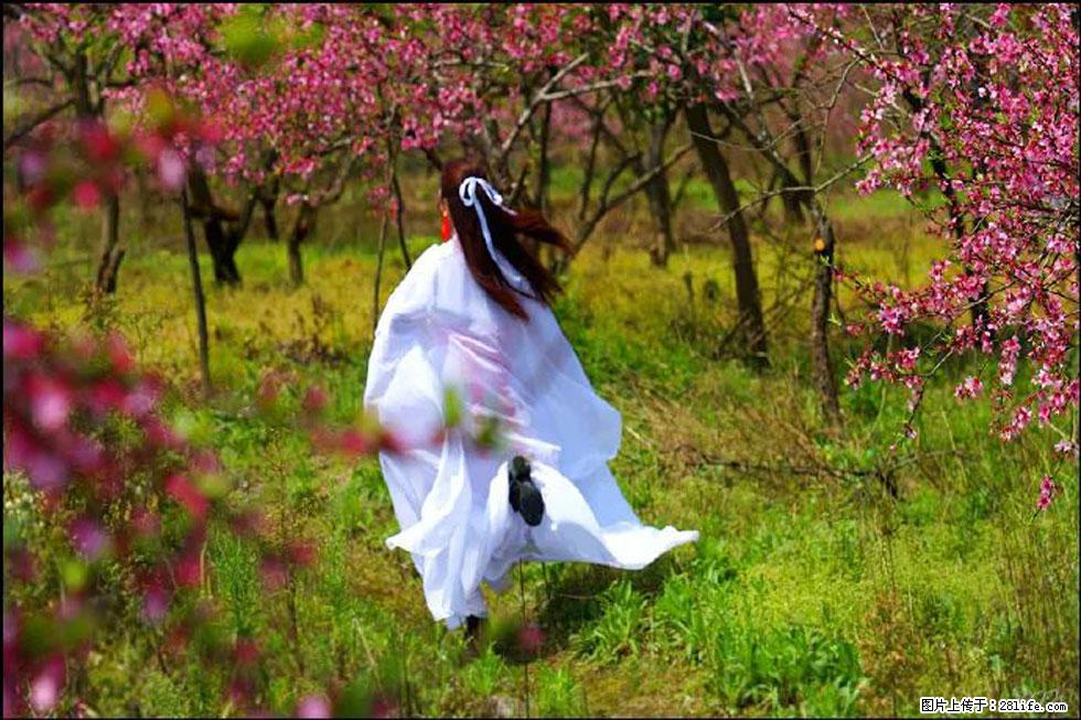 【春天,广西桂林灌阳县向您发出邀请!】官庄村有个醉美的桃花园 - 游山玩水 - 贵港生活社区 - 贵港28生活网 gg.28life.com