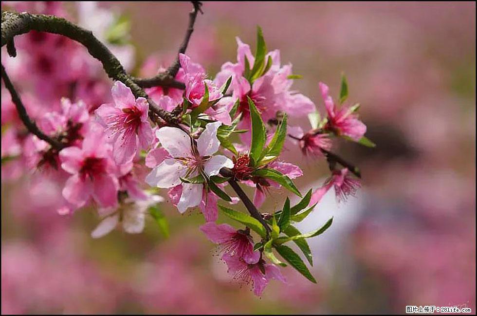 【春天,广西桂林灌阳县向您发出邀请!】官庄村有个醉美的桃花园 - 游山玩水 - 贵港生活社区 - 贵港28生活网 gg.28life.com