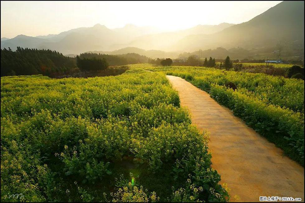 【春天，广西桂林灌阳县向您发出邀请！】长坪村油菜盛情花开 - 游山玩水 - 贵港生活社区 - 贵港28生活网 gg.28life.com