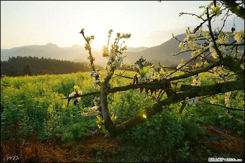 【春天，广西桂林灌阳县向您发出邀请！】长坪村油菜盛情花开 - 游山玩水 - 贵港生活社区 - 贵港28生活网 gg.28life.com