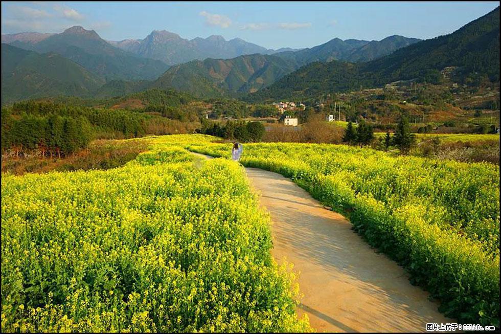 【春天，广西桂林灌阳县向您发出邀请！】长坪村油菜盛情花开 - 游山玩水 - 贵港生活社区 - 贵港28生活网 gg.28life.com