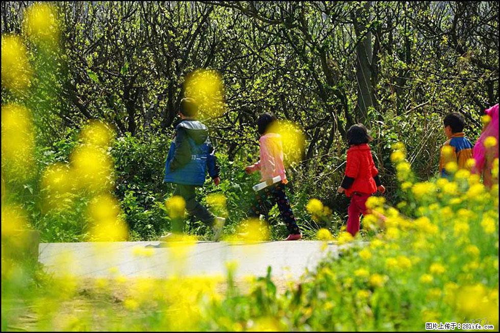 【春天，广西桂林灌阳县向您发出邀请！】长坪村油菜盛情花开 - 游山玩水 - 贵港生活社区 - 贵港28生活网 gg.28life.com