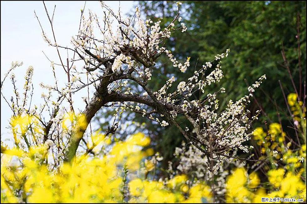 【春天，广西桂林灌阳县向您发出邀请！】长坪村油菜盛情花开 - 游山玩水 - 贵港生活社区 - 贵港28生活网 gg.28life.com