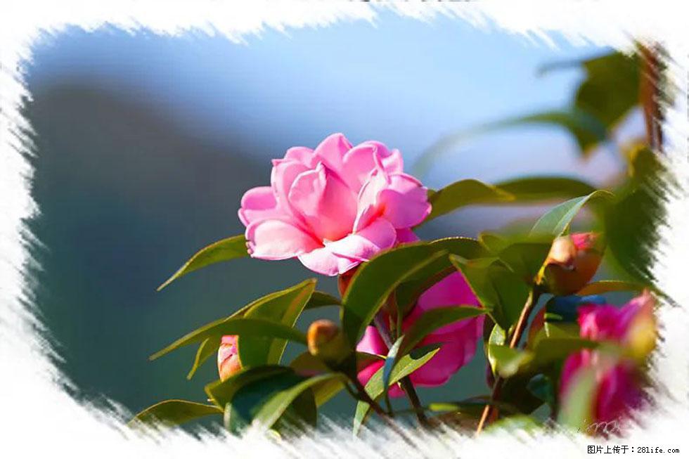 【春天，广西桂林灌阳县向您发出邀请！】杨柳井茶花惹人爱 - 游山玩水 - 贵港生活社区 - 贵港28生活网 gg.28life.com