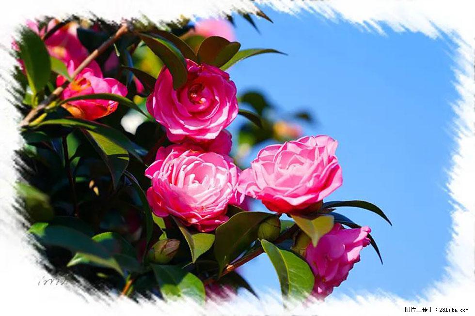 【春天，广西桂林灌阳县向您发出邀请！】杨柳井茶花惹人爱 - 游山玩水 - 贵港生活社区 - 贵港28生活网 gg.28life.com