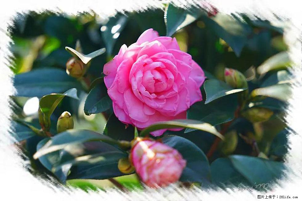 【春天，广西桂林灌阳县向您发出邀请！】杨柳井茶花惹人爱 - 游山玩水 - 贵港生活社区 - 贵港28生活网 gg.28life.com