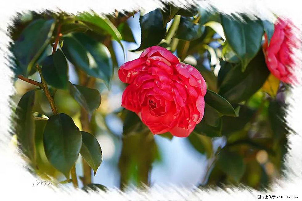 【春天，广西桂林灌阳县向您发出邀请！】杨柳井茶花惹人爱 - 游山玩水 - 贵港生活社区 - 贵港28生活网 gg.28life.com