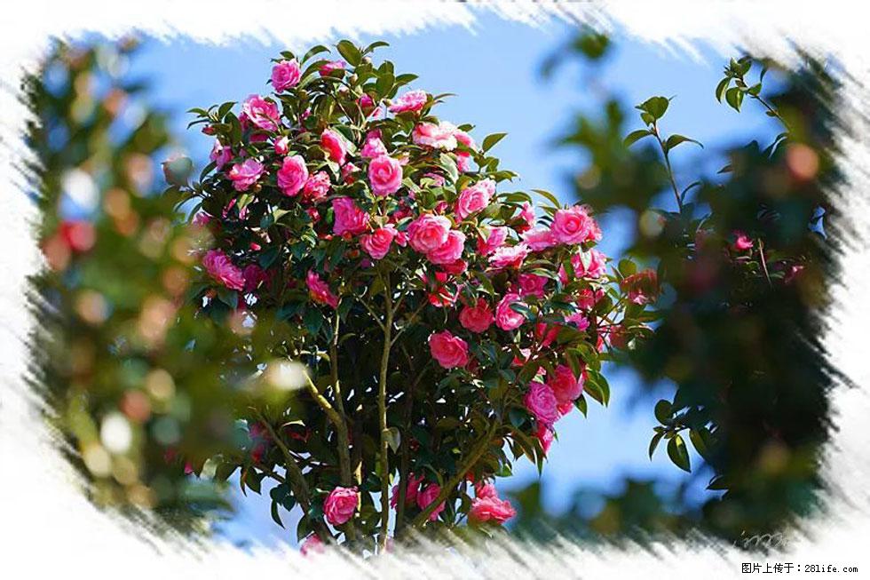 【春天，广西桂林灌阳县向您发出邀请！】杨柳井茶花惹人爱 - 游山玩水 - 贵港生活社区 - 贵港28生活网 gg.28life.com