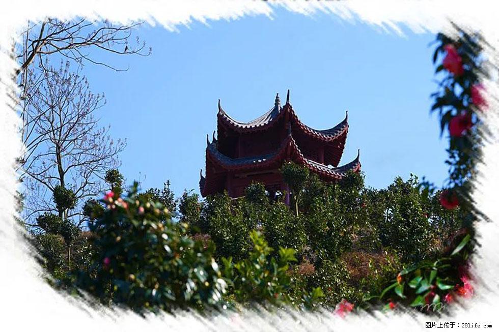 【春天，广西桂林灌阳县向您发出邀请！】杨柳井茶花惹人爱 - 游山玩水 - 贵港生活社区 - 贵港28生活网 gg.28life.com