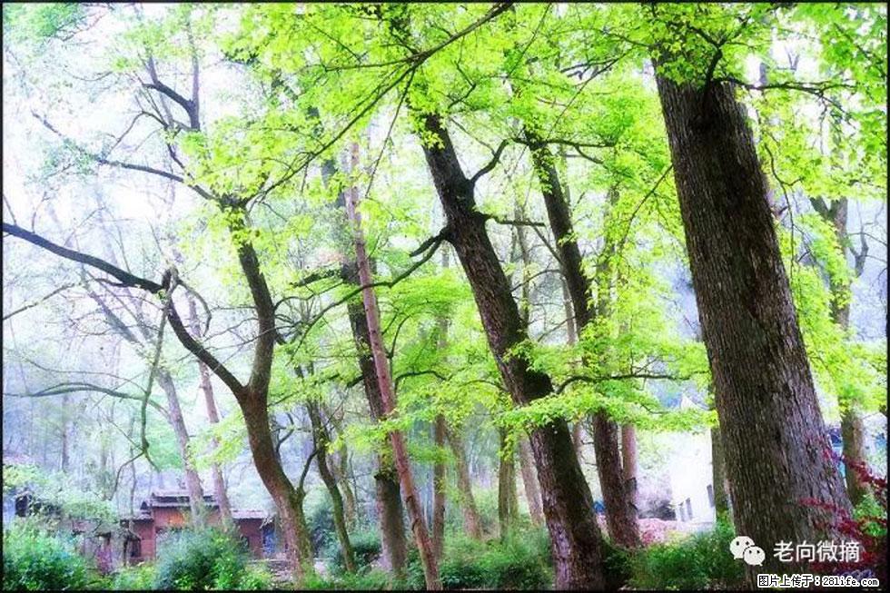 【春天,广西桂林灌阳县向您发出邀请!】在小龙村与春天约会 - 游山玩水 - 贵港生活社区 - 贵港28生活网 gg.28life.com