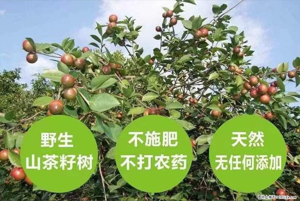 【灌阳县油茶产业示范区】一个有着充实的精神生活的人,对待身外之物自会有一种淡泊的态度 - 土特产 - 饮食特产 - 贵港分类信息 - 贵港28生活网 gg.28life.com