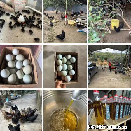 油茶园从小鸡仔开始养起的纯土鸡、土鸡蛋可以预定啦!还有前几天刚榨的纯山茶油哦 - 土特产 - 饮食特产 - 贵港分类信息 - 贵港28生活网 gg.28life.com