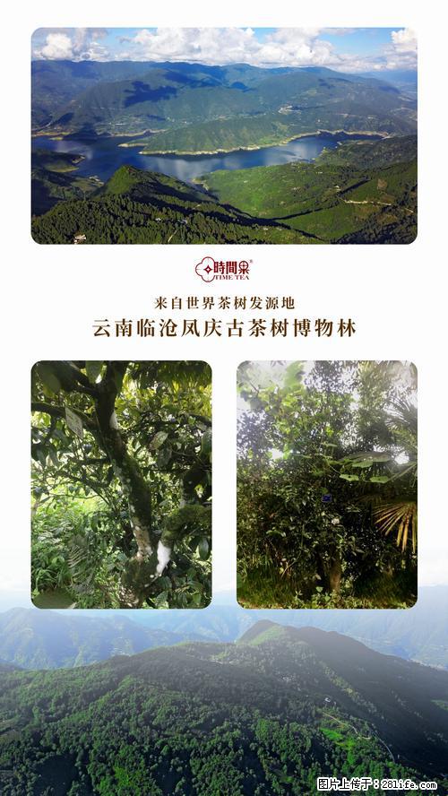 时间果百年古树2025年春红茶 - 购物交流 - 贵港生活社区 - 贵港28生活网 gg.28life.com