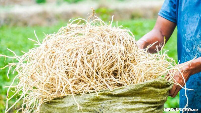 堪称“最难吃”的蔬菜,却是 “抗辐射神器”,还能护肺、清热、止咳化痰! - 贵港生活资讯 - 贵港28生活网 gg.28life.com