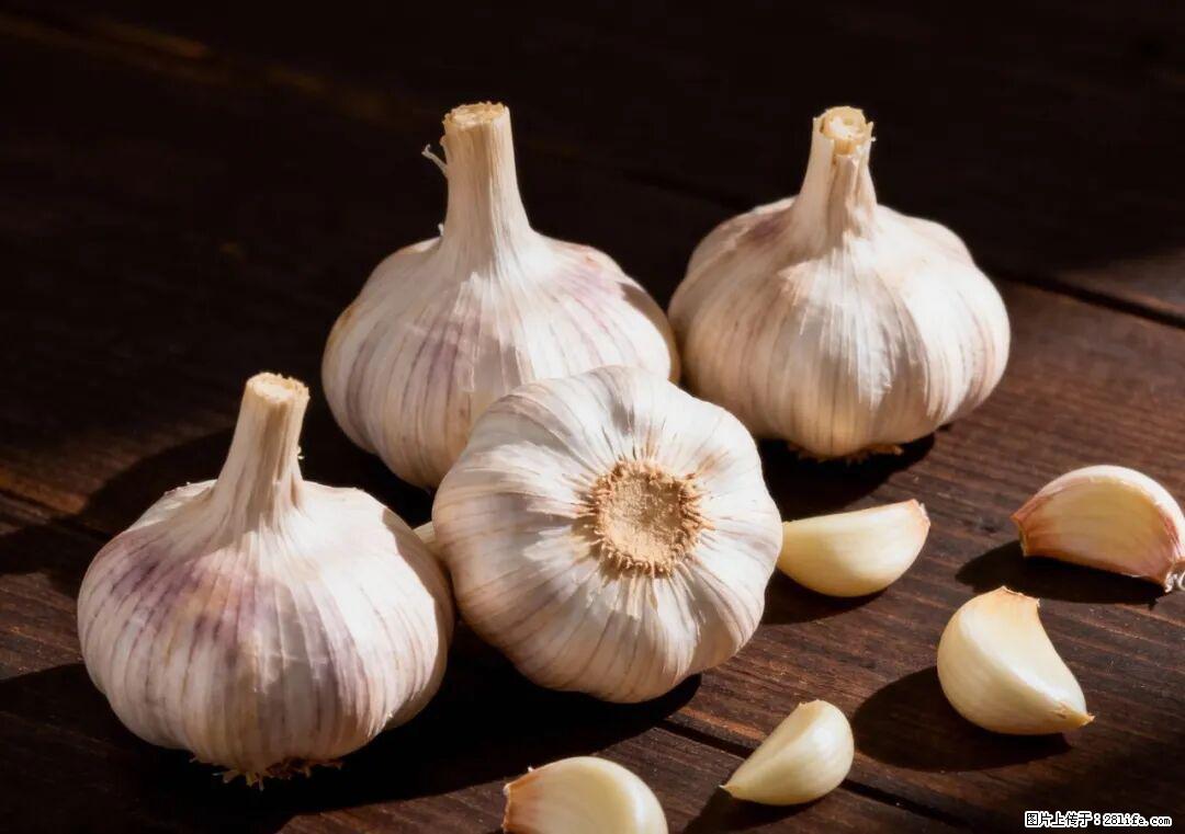 关于大蒜，除了“天然抗生素”，这4个谣言更该警惕! - 贵港生活资讯 - 贵港28生活网 gg.28life.com