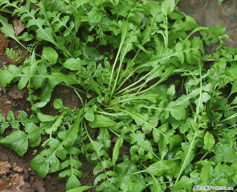 这些蔬菜是“天然钙片”,这6种被医生重点推荐 - 贵港生活资讯 - 贵港28生活网 gg.28life.com