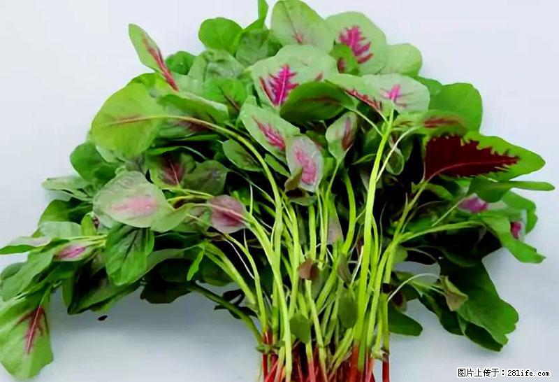 这些蔬菜是“天然钙片”,这6种被医生重点推荐 - 贵港生活资讯 - 贵港28生活网 gg.28life.com