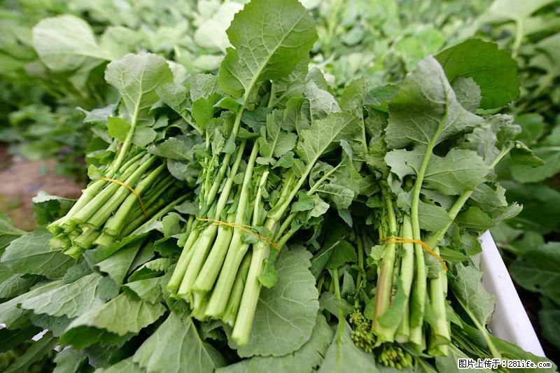 这些蔬菜是“天然钙片”,这6种被医生重点推荐 - 贵港生活资讯 - 贵港28生活网 gg.28life.com